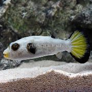 Λευκό ψάρι Immaculatus Puffer (Arothron immaculatus) φωτογραφία