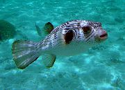 dryžuotas  Siauros Pamušalu Šuo-Žuvis (Arothron manilensis) nuotrauka
