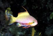 Ποικιλόχρους ψάρι Carberryi Ανθία (Nemanthias carberryi) φωτογραφία