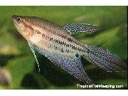 motley  Kvekkende Fiskene (Trichopsis vittata) bilde