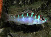 Ριγέ ψάρι Κιμωλία Μπάσο (Serranus tortugarum) φωτογραφία