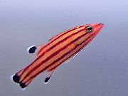 stripete Fisk Swissguard Basslet (Peppermynte Basslet) (Liopropoma rubre) bilde