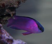 Púrpura Pescado Basslet Negro Tapa (Gramma melacara) foto
