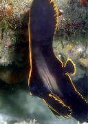 juodas Žuvis Pinnatus Batfish (Platax pinnatus) nuotrauka