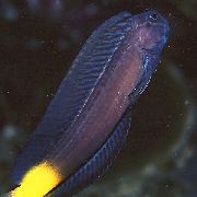 Μαύρος ψάρι Μαύρο Combtooth Blenny (Ecsenius namiyei) φωτογραφία
