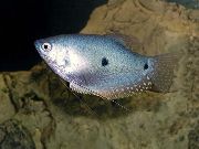 светло плава Риба Три-Спот Гоурами (Trichogaster trichopterus sumatranus) фотографија