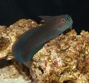 Μαύρος ψάρι Μαύρο Sailfin Blenny (Atrosalarias fuscus) φωτογραφία