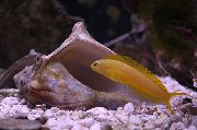 Giallo Pesce Blenny Canarino (Meiacanthus oualanensis) foto