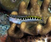 Gestreift Fisch Lineare Blenny (Ecsenius lineatus) foto
