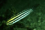 Gestreift Fisch Gestreiften Blenny (Meiacanthus grammistes) foto