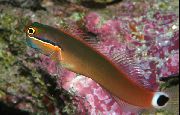 Ποικιλόχρους ψάρι Ουρά Σημείο Blenny (Ecsenius stigmatura) φωτογραφία