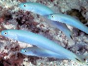 Azul Claro Pescado Azul Dartfish Gobio (Ptereleotris heteroptera) foto