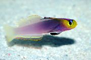 violetinė Žuvis Helfrich Firefish (Nemateleotris helfrichi) nuotrauka