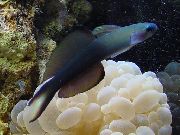 Azul Pescado Dartfish Aleta Negra, Gobio Scissortail (Ptereleotris evides) foto