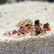 vložki Ribe Rdeča Scooter Dragonet (Synchiropus marmoratus) fotografija