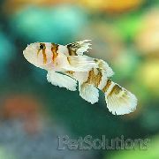 стрипед Риба Црна Забрањено Осуђеник Гоби (Priolepis nocturnus) фотографија