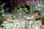 Genomskinlig Fisk Grotta Klarbult (Coryphopterus glaucofrenum) foto