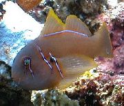 aquarium fish Clown Goby Brown Gobiodon spp. brown