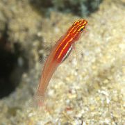 raudonas Žuvis Aukso Neoninis Eviota Grundalas (Neono Žvirblinė Grundalas) (Eviota pellucida) nuotrauka
