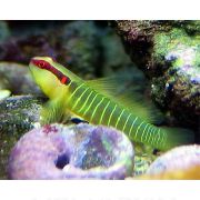 Зеленикав Риба Greenbanded Попчета (Elacatinus multifasciatum) снимка