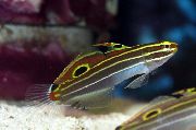 Gestreift Fisch Hector Grundel (Amblygobius hectori) foto
