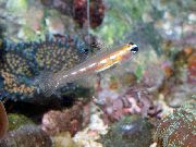 Masked Goby (Glass Goby) Transparente Peixe