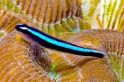 stripete Fisk Neon Blå Goby (Elacatinus oceanops) bilde