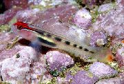 Bunt Fisch Rotschopf Goby (Elacatinus puncticulatus) foto