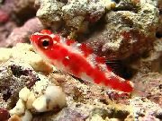 Manchado Pescado Manchado Rojo Gobio (Trimma rubromaculatus) foto