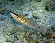 svītrains Zivs Gulētājs Atkarīgās Grunduļu (Amblygobius phalaena) foto