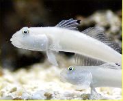 aquarium fish Sleeper Blue Dot Goby (Sixspot Goby) Valenciennea sexguttata white