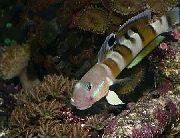 aquarium fish Ward's sleeper (Tiger Watchman Goby) Valenciennea wardii striped