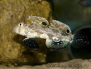 Spotted Fisk Två Spotsmörbult (Signigobius biocellatus) foto