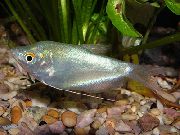 sidabras Žuvis Mėnesienos Gourami (Trichogaster microlepis) nuotrauka