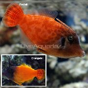 Rot Fisch Farbigen Filefish (Pervagor melanocephalus) foto