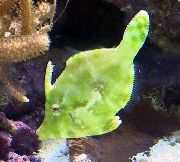 Zelená  Rozcuchaný Soubor Ryby (Acreichthys tomentosus) fotografie