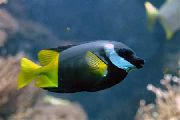 Eterogeneo Pesce Bicolor Foxface (Lo uspi) foto