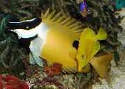 geltonas Žuvis Vienoje Vietoje Foxface (Siganus unimaculatus) nuotrauka