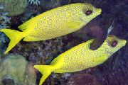 geltonas Žuvis Indoneziečių Koralų Rabbitfish (Siganus tetrazonus) nuotrauka