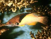 モトリー フィッシュ サンゴ豚、魚、中胸豚の魚 (Bodianus mesothorax) フォト