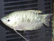 серабрысты Рыба Гурамі Звычайны (Гурамі Плямісты) (Trichogaster trichopterus trichopterus) фота