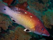 Rot Fisch Rot Diana Hogfish (Bodianus diana) foto