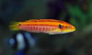 црвен  Жута Цанди Свиња Риба (Bodianus bimaculatus) фотографија