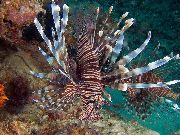 aquarium fish Russell's Lionfish Pterois russelli striped