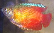 ჯუჯა Gourami წითელი თევზი