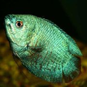 zelená Ryby Čichavec Zakrpatený (Colisa lalia) fotografie