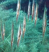 Strisce Pesce Shrimpfish Strisce (Aeoliscus strigatus) foto