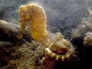 dzeltens Zivs Tiger Aste Jūras Zirdziņš (Hippocampus comes) foto