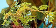 Amarillo Pescado Frondoso Seadragon (Phycodurus eques) foto