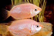 Roz Pește Saruta Gourami (Helostoma temmincki) fotografie